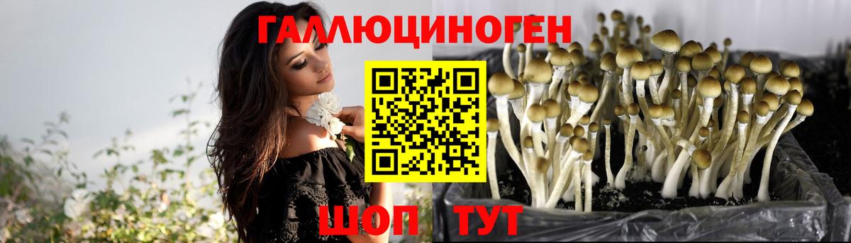 Галлюциногенные грибы Psilocybe Ноябрьск